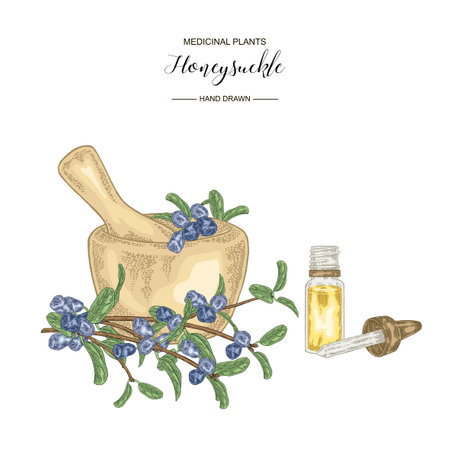 Honeysuckle branch with ripe berries. Lonicera japonica. Medical plants hand drawn. Vector botanical illustration.のイラスト素材