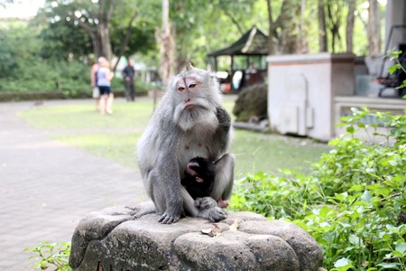 A monkey scratching its neck in Bali