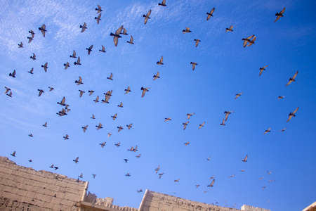 Birds flying in the sky upside the courtyard of Karnak's templeの写真素材