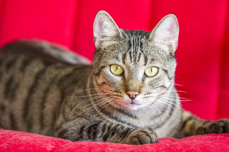 tabby catの写真素材