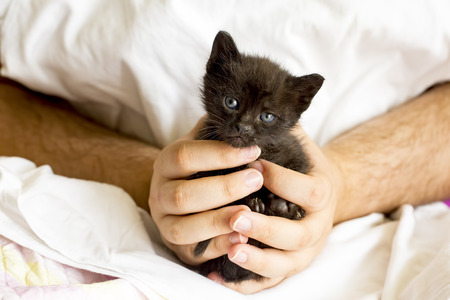 The cute kitten black cat and human handの写真素材