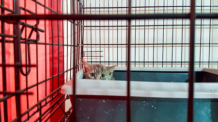 The animal kitten vetirenary clinic in cageの写真素材