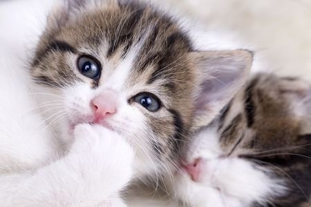 Cute, beautiful kitten, baby cat, isolated in the houseの写真素材