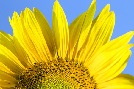 The sunflower in nature with blue skyの写真素材