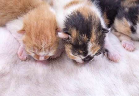 Cute kitten baby cat closeup photo