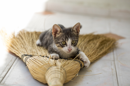 Cute kitten baby cat sitting on a broomの写真素材