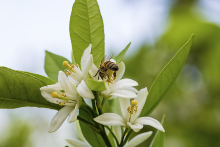 Fresh orange tree blossom, citrus fruit flower