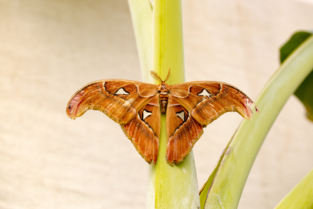 Butterfly in nature, fauna and flora backgroundの写真素材