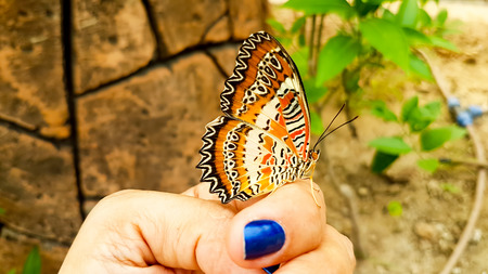 Butterfly in nature, fauna and flora background