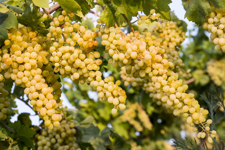 The grapes vineyard, agriculture (Turkey Izmir vineyards)