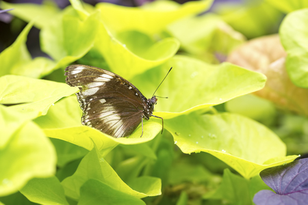 Butterfly in nature, fauna and flora backgroundの写真素材