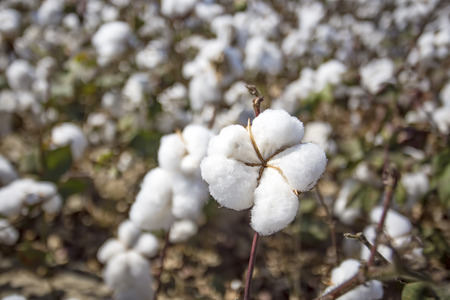 Cotton field agriculture, fresh organic naturel life