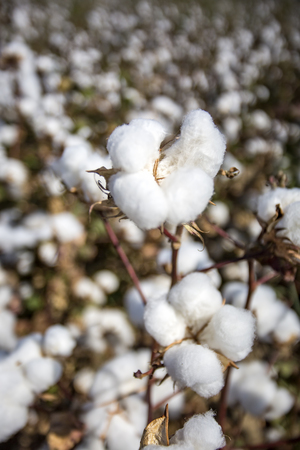 Cotton field agriculture, fresh organic naturel lifeの写真素材