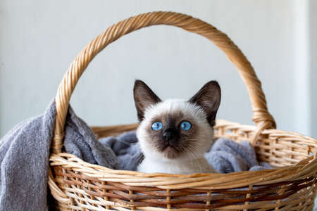 Pet animal; siamese kittenの写真素材