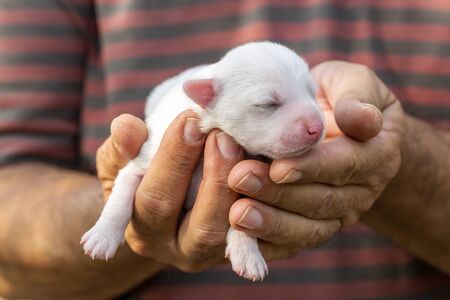 Cute little puppy in the hands of a manの写真素材