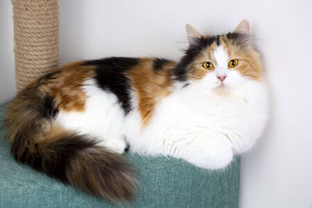 Pet animal; cute cat indoor. Cute kitten cat.の写真素材