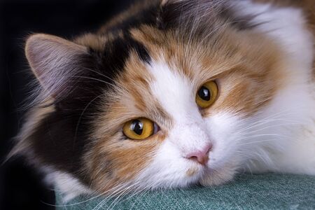 Pet animal; cute cat indoor. Cute kitten cat. の写真素材