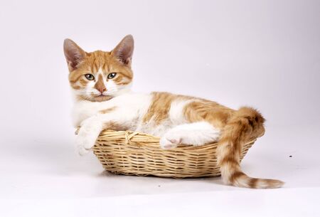 Pet animal; cute cat indoor. Cute kitten cat. の写真素材