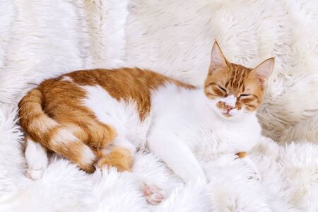 Pet animal; cute cat indoor. Cute kitten cat. 