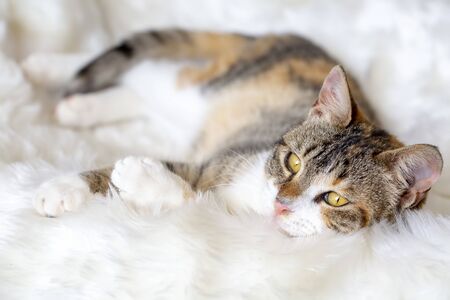Pet animal; cute cat indoor. Cute kitten cat. 