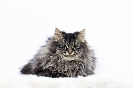 Pet animal; cute cat indoor. Cute kitten cat.