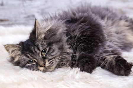 Pet animal; cute cat indoor. Cute kitten cat. 
