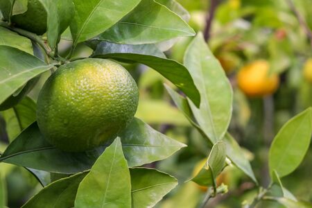 Fresh tangerine tree in garden. Agriculture concept photo.の写真素材