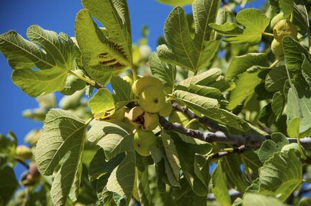 Green fig tree in the garden. Agriculture concept photo.