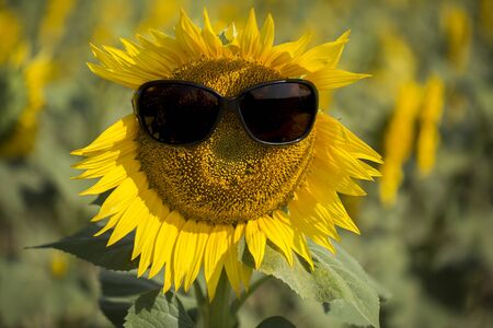 Sunflower field, Trakya / Turkey. Nature agriculture view.の写真素材