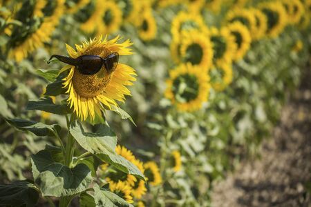 Sunflower field, Trakya / Turkey. Nature agriculture view.の写真素材