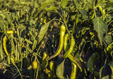 Green fresh pepper field, agriculture. Natural farm photo. の写真素材