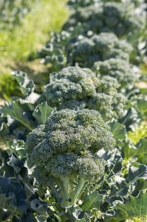 Green fresh natural organic broccoli field agriculture. の写真素材