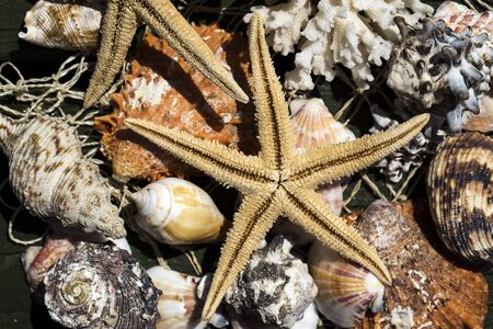 Starfishes, pearls, and amazing seashells close up