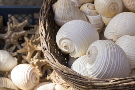 Starfishes, pearls, and amazing seashells close up