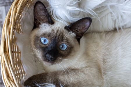 Pet animal; cute siamese kitten