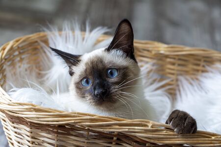 Pet animal; cute siamese kittenの写真素材