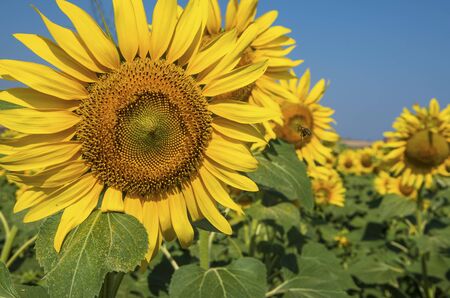 Sunflower field, Trakya / Turkey. Nature agriculture view.の写真素材