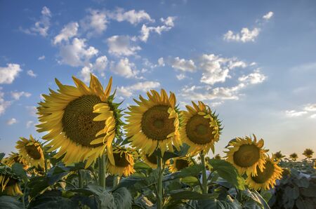 Sunflower field, Trakya / Turkey. Nature agriculture view.の写真素材