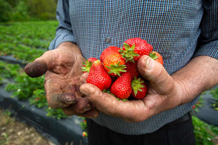 Organic, fresh fruit strawberry Field (Emiralem / Izmir / Turkey)の写真素材