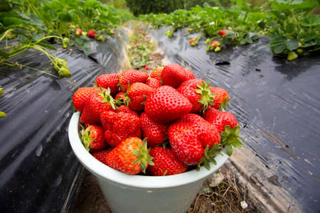 Organic, fresh fruit strawberry Field (Emiralem / Izmir / Turkey)の写真素材
