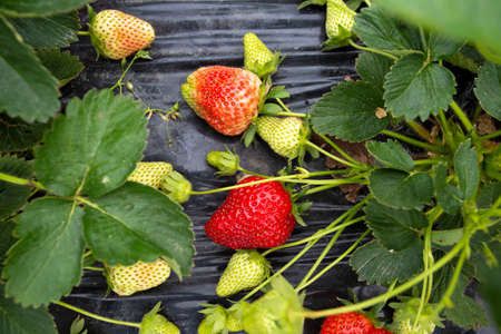 Organic, fresh fruit strawberry Field (Emiralem / Izmir / Turkey)の写真素材