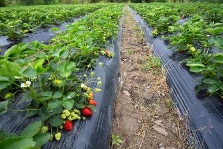 Organic, fresh fruit strawberry Field (Emiralem / Izmir / Turkey)の写真素材