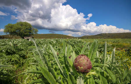 Fresh, organic artichoke field. Agriculture concept photo. (Izmir / Turkey)の写真素材