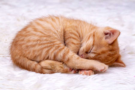 Pet animal; cute kitten baby cat indoor.の写真素材