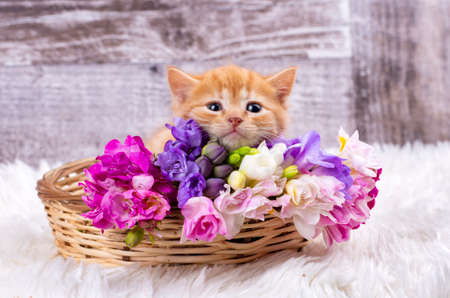 Pet animal; cute kitten baby cat indoor.の写真素材