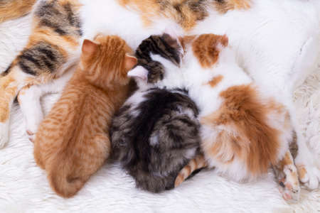 Pet animal; cute kitten baby cat and mother catの写真素材