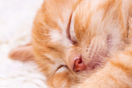Pet animal; cute kitten baby cat indoor.の写真素材