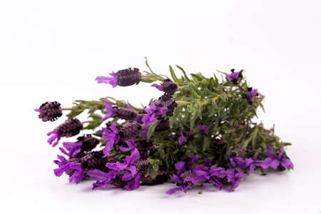 Lavandula Stoechas (French lavender; Spanish Lavender; Topped Lavender); isolated on whiteの写真素材