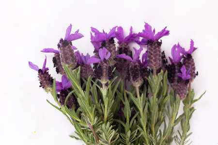 Lavandula Stoechas (French lavender; Spanish Lavender; Topped Lavender); isolated on white