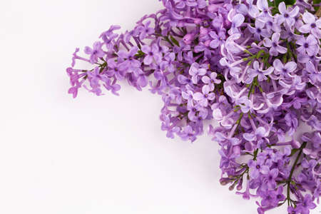 Lilac flowers isolated on a white backgroundの写真素材